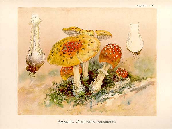 It is presumed that humans began gathering mushrooms for food in prehistoric times. In ancient civilizations such as the Greek, Roman, and Hindu, mushrooms were considered sacred foods. And based on data in the work of Fray Bernardino de Sahagún and fragments of the Popol Vuh and Chilam Balam, it is also believed that in pre-Hispanic Mesoamerican cultures, mushrooms acquired a high rank and came to be considered the food of gods and kings.