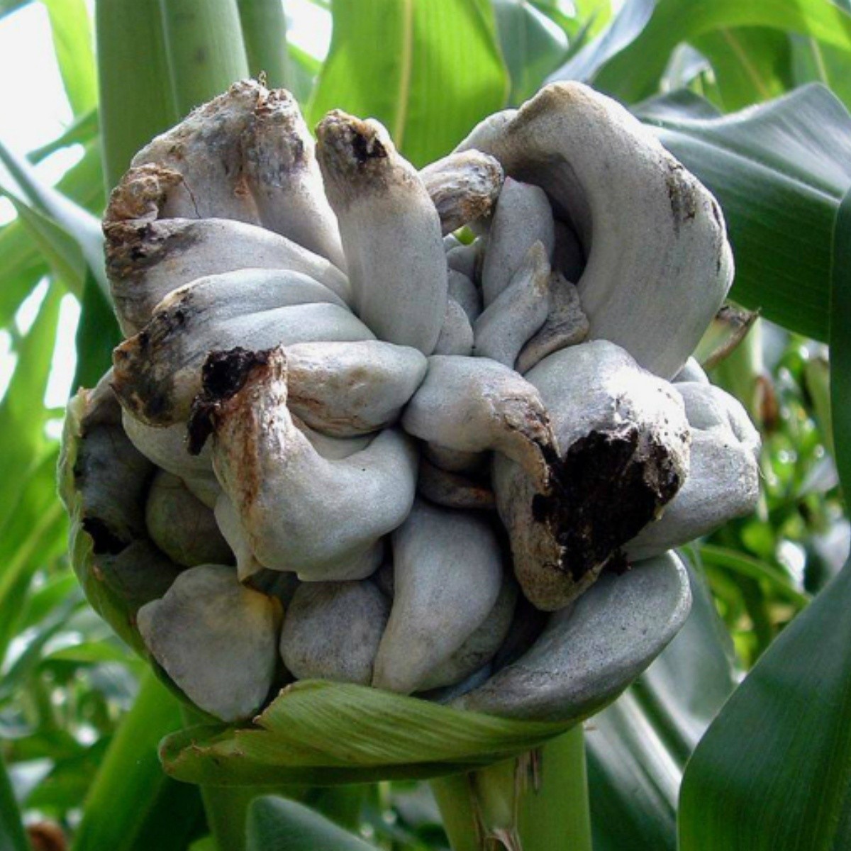 The pre-Hispanic etymological origin is only found in the word cuitlacoche: it comes from the Nahuatl cuítlatl and means 