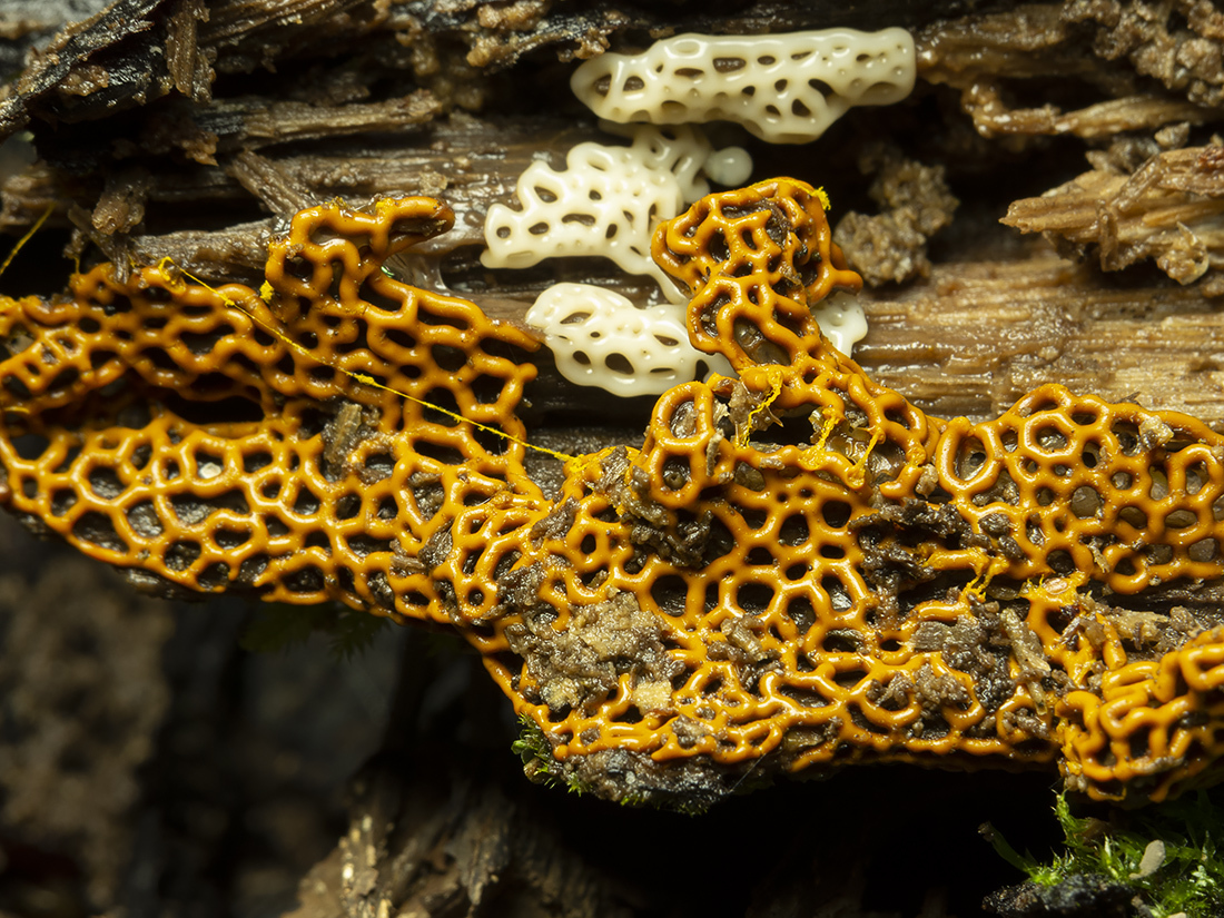 Many slime molds, mainly the 