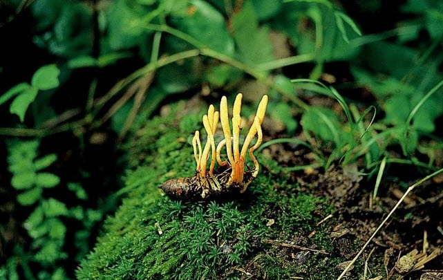 Cordyceps species are parasites, mainly of insects and other arthropods (for this reason they are said to be entomopathogenic fungi). A few are parasites of other fungi. The best known species of the genus is Cordyceps sinensis which is the raw material of the 