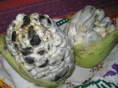 The pre-Hispanic etymological origin is only found in the word cuitlacoche: it comes from the Nahuatl cuítlatl and means 