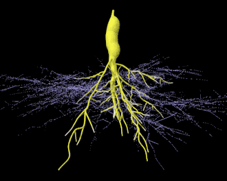 Las micorrizas arbusculares se caracterizan por la formación de estructuras únicas, arbúsculos y vesículas por hongos del filo Glomeromycot. Los hongos AM ayudan a las plantas a capturar nutrientes como fósforo, azufre, nitrógeno y micronutrientes del suelo. Se cree que el desarrollo de la simbiosis micorrízica arbuscular jugó un papel crucial en la colonización inicial de la tierra por plantas y en la evolución de las plantas vasculares.
