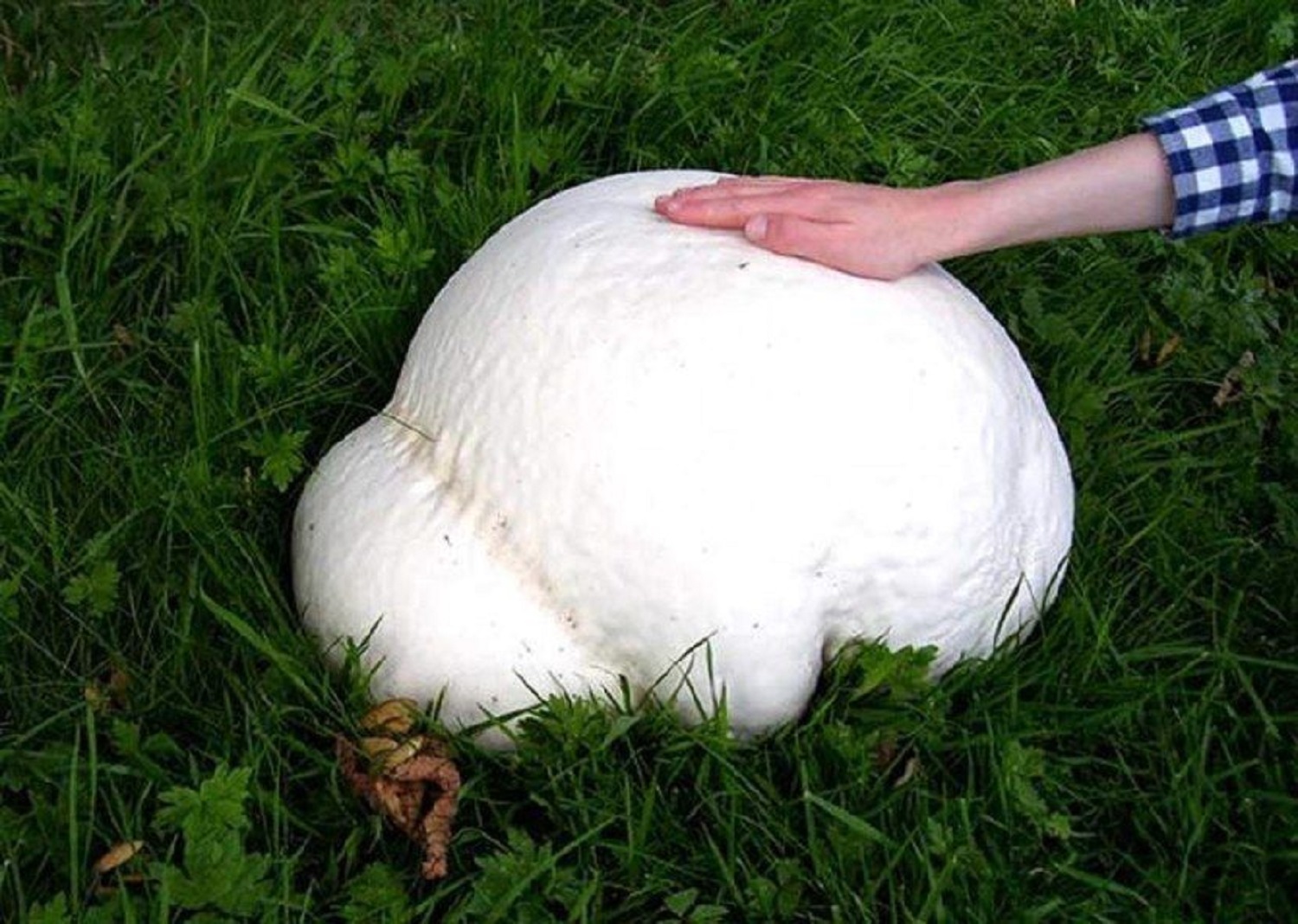 The flesh of a puffball is called the gleba, and when immature (and edible) it is pure white and has the texture of marshmallow. Once mature the gleba’s color changes to yellow and brown and should not be eaten at this stage because of its poor taste and possible toxicity. In addition to a change in color the gleba becomes powdery at maturity due to the spores and capillitium (sterile threads that hold the spores).