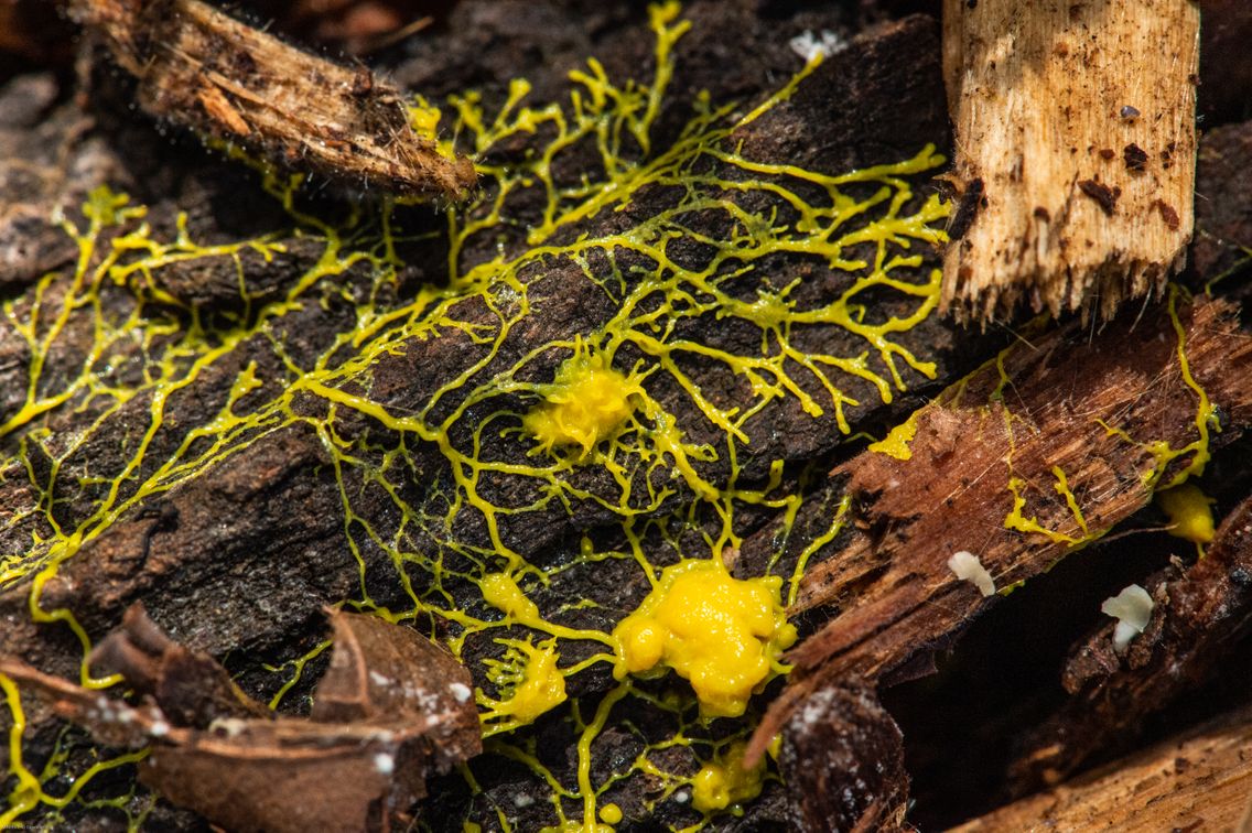 When a slime mould mass or mound is physically separated, the cells find their way back to re-unite. Studies on Physarum polycephalum have even shown an ability to learn and predict periodic unfavorable conditions in laboratory experiments. John Tyler Bonner, a professor of ecology known for his studies of slime molds, argues that they are 