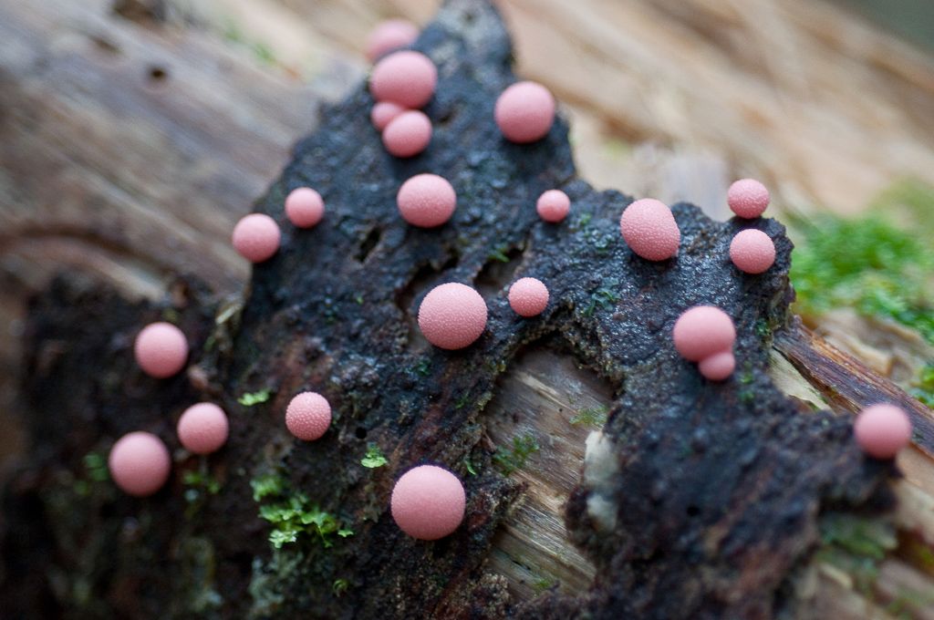 Many slime molds, mainly the 