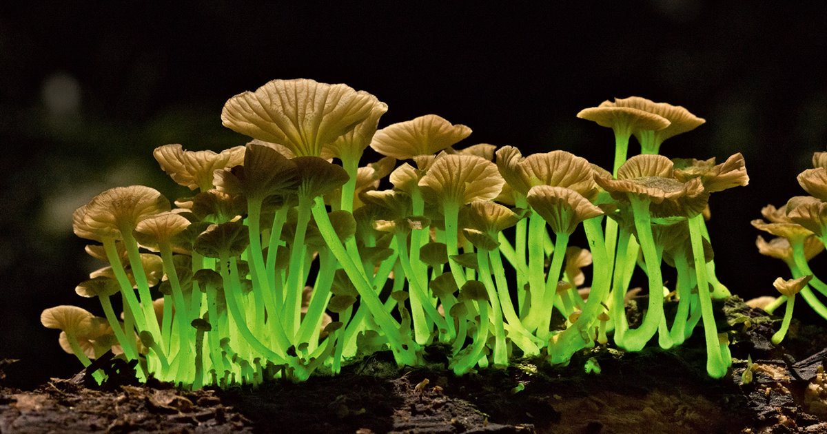 Many fungi are hyperaccumulators, meaning they are able to concentrate toxins in their fruiting bodies for later removal. This is usually true for populations that have been exposed to contaminants for a long time, and have developed a high tolerance. Hyperaccumulation occurs via biosorption on the cellular surface, where the metals enter the mycelium passively with very little intracellular uptake.