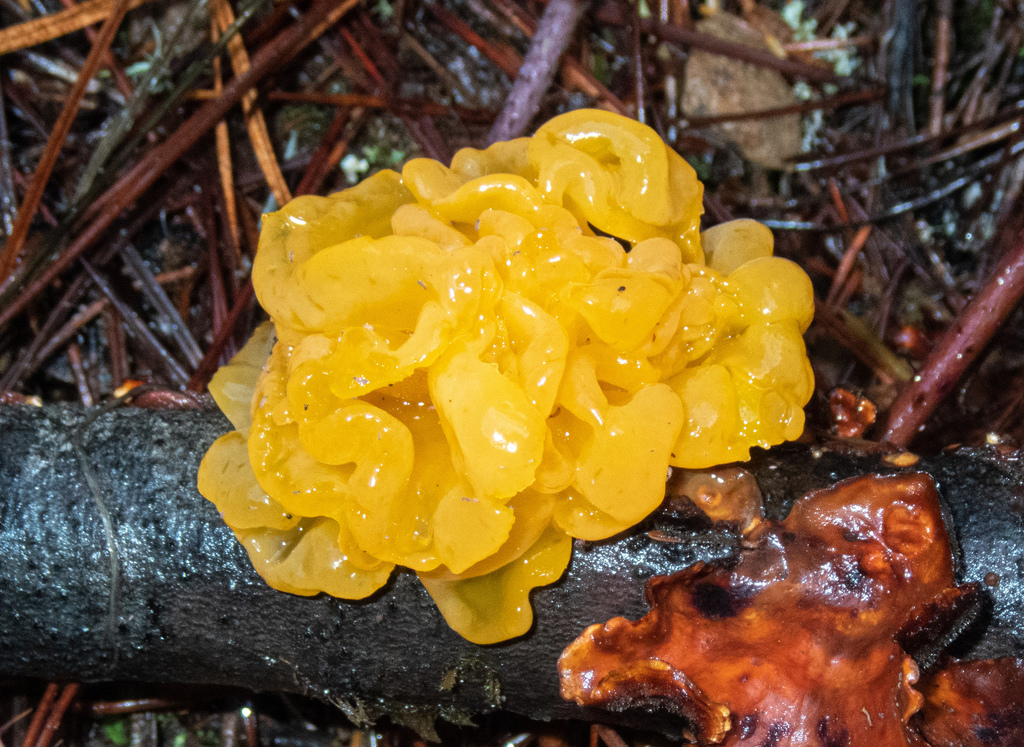 “Sir -- Could you kindly help us identify the fungus/fungi growing in our flower bed? What we first thought was our dog's -- well, to put it bluntly-- vomit seems to be some kind of living, thriving fungal entity. This patch of muted golden-colored 